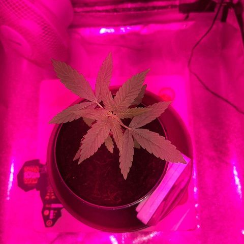Northern Lights growlog timeline photo
