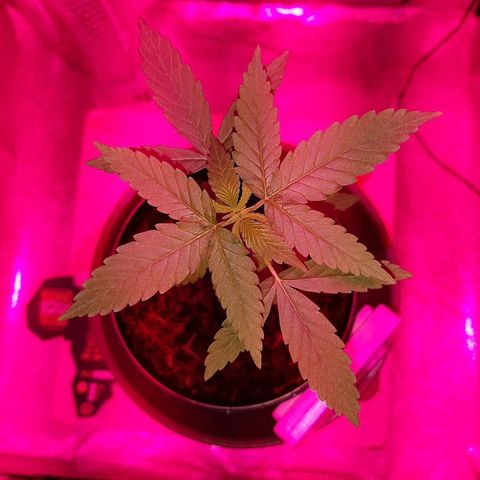 Northern Lights growlog timeline photo
