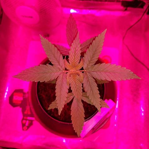 Northern Lights growlog timeline photo