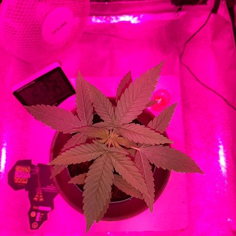 Northern Lights growlog timeline photo