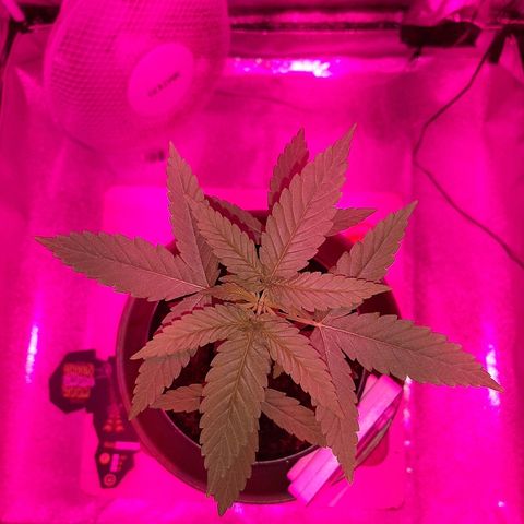 Northern Lights growlog timeline photo