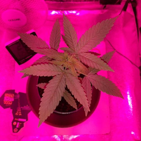 Northern Lights growlog timeline photo