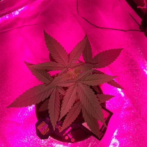 Northern Lights growlog timeline photo