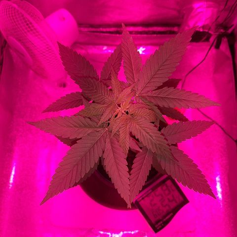 Northern Lights growlog timeline photo