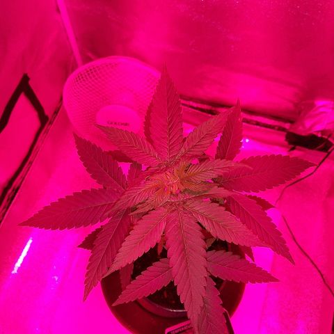 Northern Lights growlog timeline photo