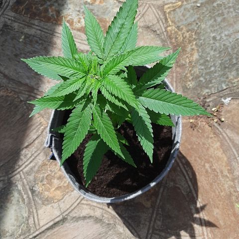 Northern Lights growlog timeline photo