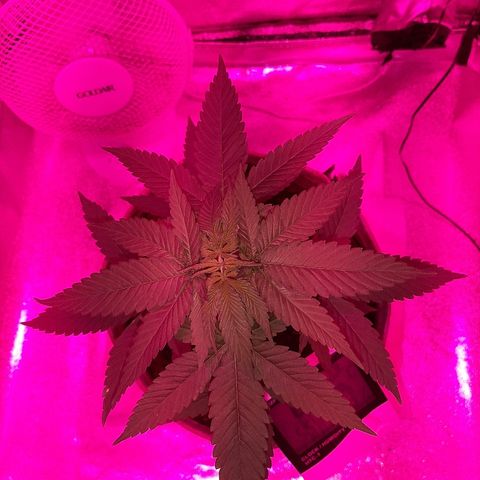 Northern Lights growlog timeline photo