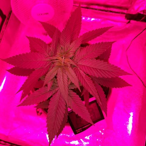 Northern Lights growlog timeline photo