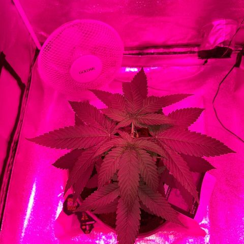 Northern Lights growlog timeline photo
