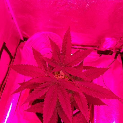Northern Lights growlog timeline photo