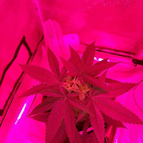 Northern Lights growlog timeline photo