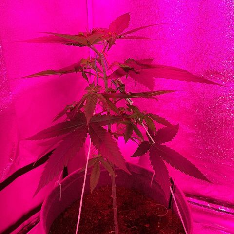Northern Lights growlog timeline photo