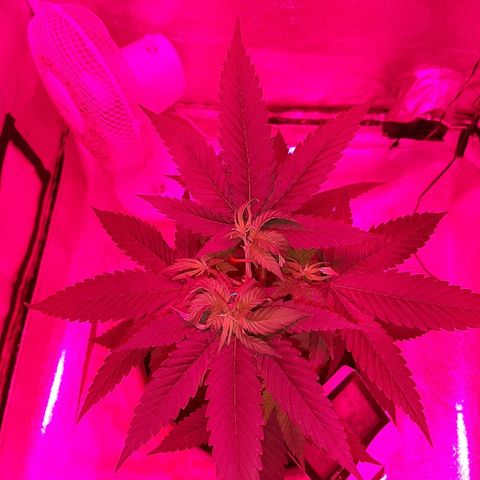 Northern Lights growlog timeline photo