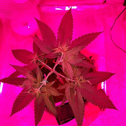 Northern Lights growlog timeline photo