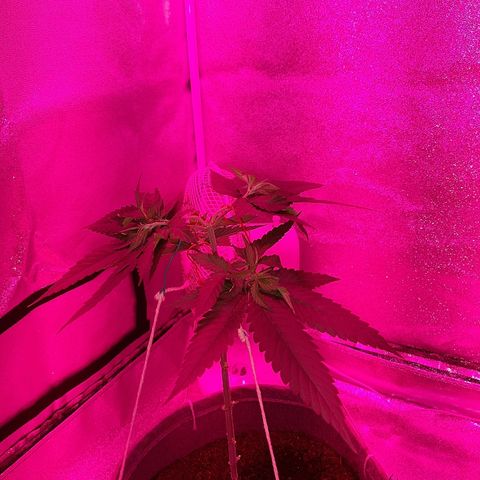 Northern Lights growlog timeline photo