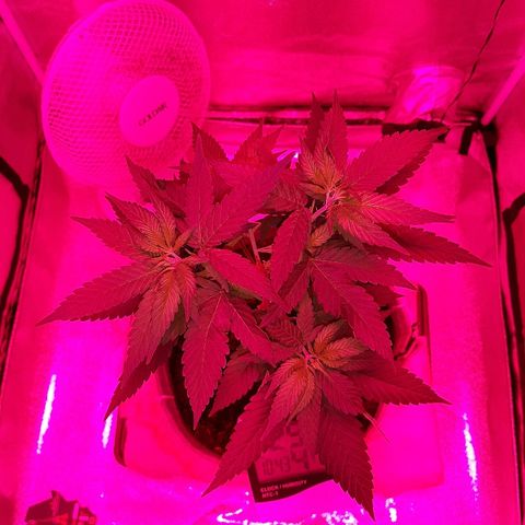 Northern Lights growlog timeline photo