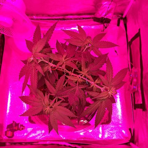 Northern Lights growlog timeline photo