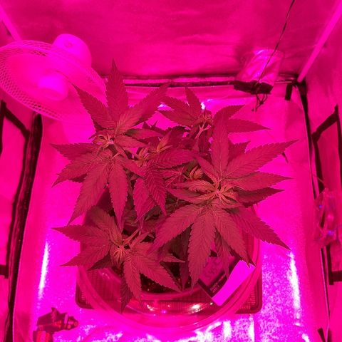 Northern Lights growlog timeline photo