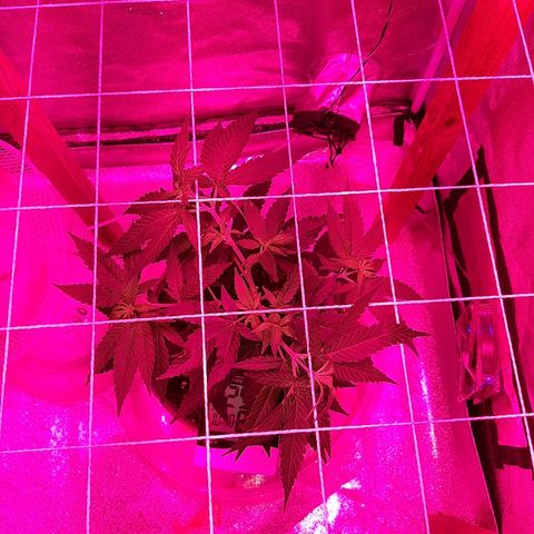Northern Lights growlog timeline photo