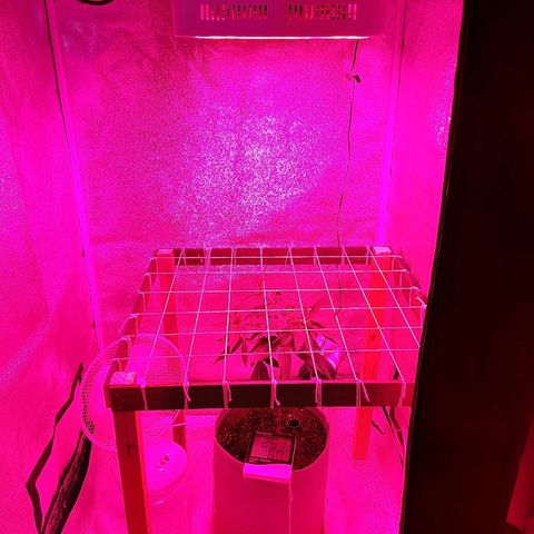 Northern Lights growlog timeline photo