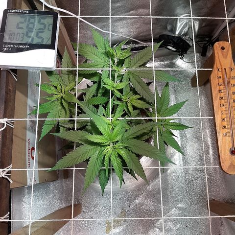 Northern Lights growlog timeline photo