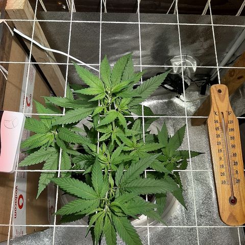 Northern Lights growlog timeline photo