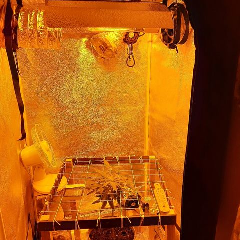 Northern Lights growlog timeline photo