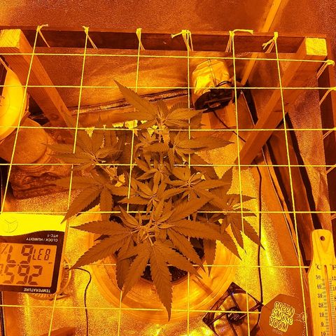 Northern Lights growlog timeline photo