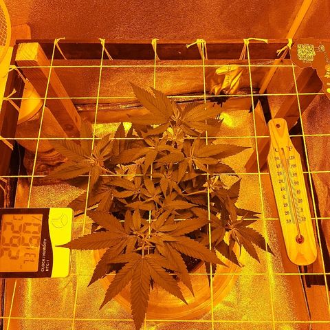 Northern Lights growlog timeline photo