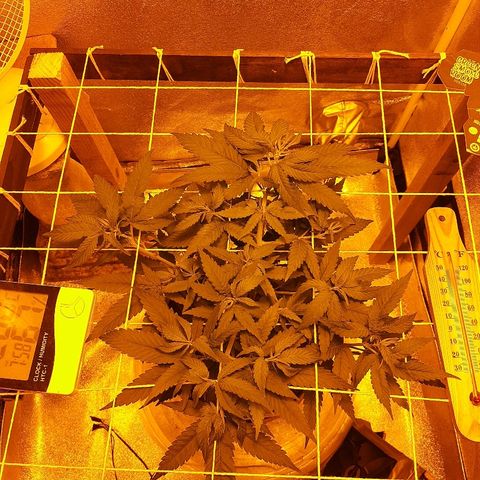 Northern Lights growlog timeline photo