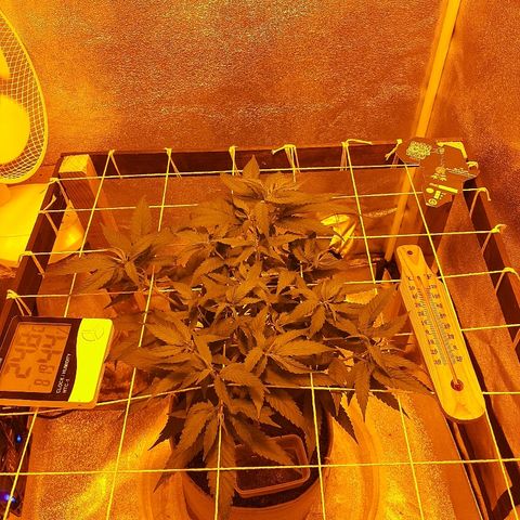 Northern Lights growlog timeline photo