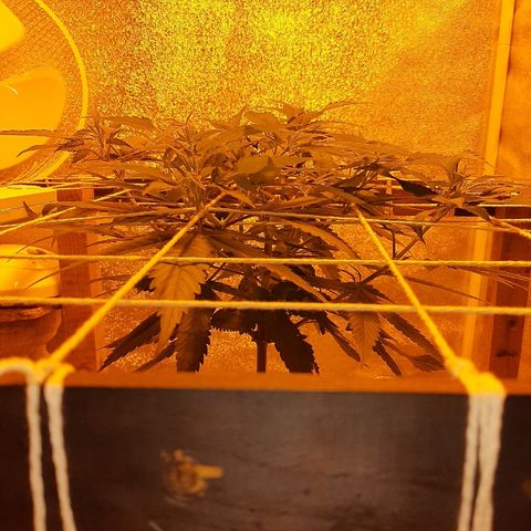 Northern Lights growlog timeline photo