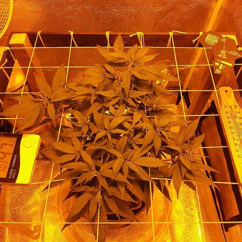 Northern Lights growlog timeline photo