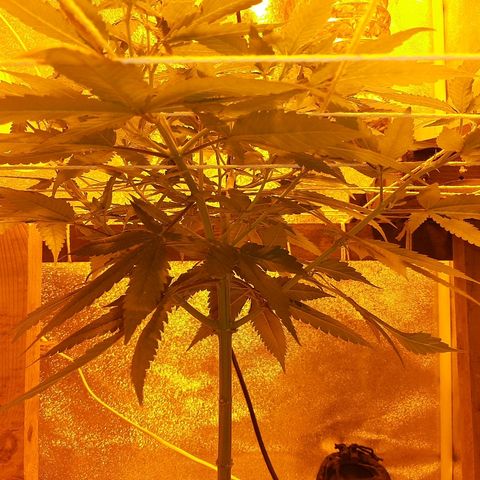Northern Lights growlog timeline photo