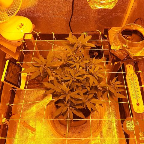 Northern Lights growlog timeline photo