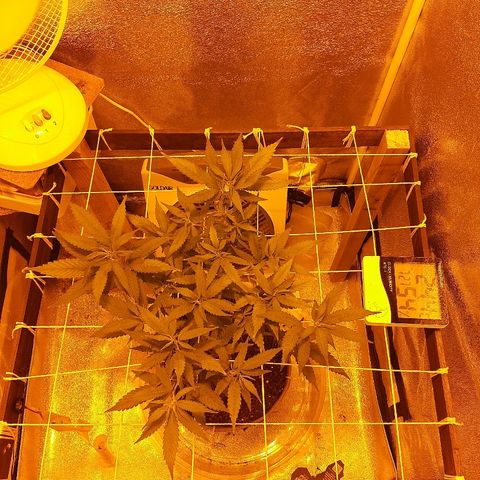 Northern Lights growlog timeline photo