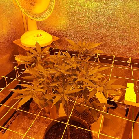 Northern Lights growlog timeline photo