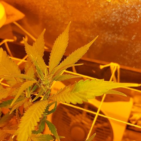 Northern Lights growlog timeline photo