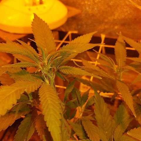 Northern Lights growlog timeline photo