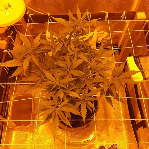 Northern Lights growlog timeline photo
