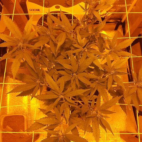 Northern Lights growlog timeline photo