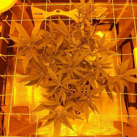 Northern Lights growlog timeline photo