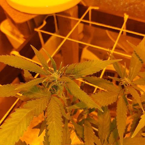 Northern Lights growlog timeline photo