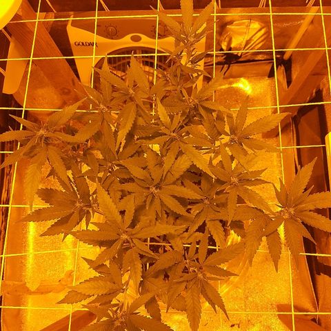 Northern Lights growlog timeline photo