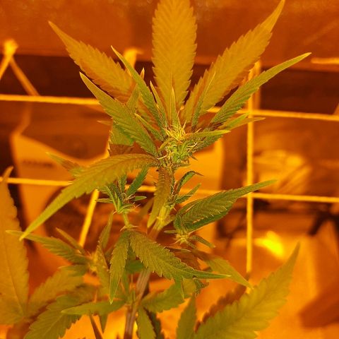 Northern Lights growlog timeline photo