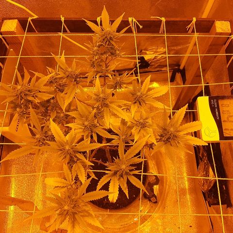 Northern Lights growlog timeline photo