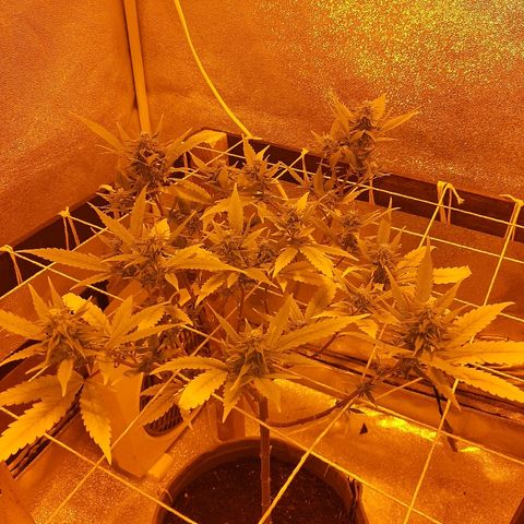 Northern Lights growlog timeline photo
