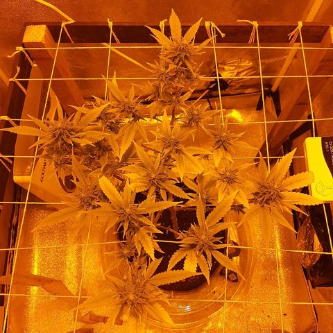 Northern Lights growlog timeline photo