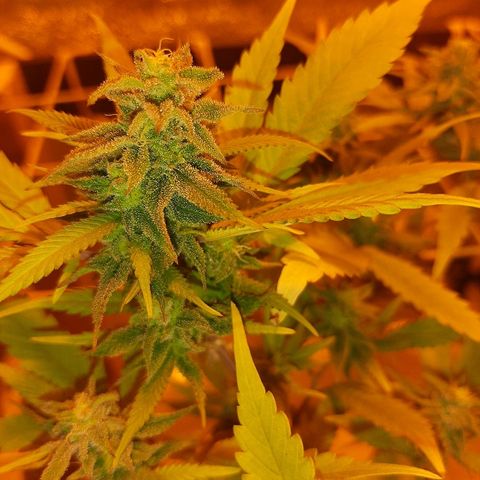 Northern Lights growlog timeline photo