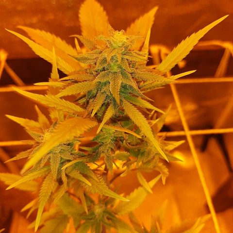 Northern Lights growlog timeline photo